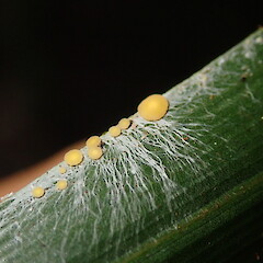 Coenogonium fallaciosum