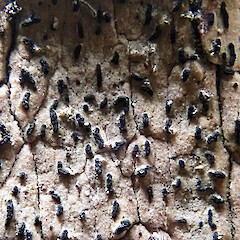 Zwackhia viridis (thallus dry state) on nikau (Rhopalostylis sapida), Nikau Bush Conservation Area, Rekohu (Chatham Island).<br>Photographer: Peter J de Lange, Date taken: 08/02/2021, Licence: <a target='_blank' href='https://creativecommons.org/licenses/by-nc/4.0'>CC BY-NC</a>. <a class='member-message' href='/nzpcn/why-join-nzpcn/' target='_blank'>Members can view a larger version of this image.</a>