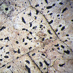 Herbarium specimen of Zwackhia viridis (P.J. de Lange CH3071, UNITEC 12163).<br>Photographer: Peter J de Lange, Date taken: 25/06/2020, Licence: <a target='_blank' href='https://creativecommons.org/licenses/by-nc/4.0'>CC BY-NC</a>. <a class='member-message' href='/nzpcn/why-join-nzpcn/' target='_blank'>Members can view a larger version of this image.</a>