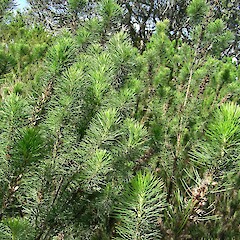 Foliage detail.<br>Photographer: Kate McAlpine, Date taken: 11/04/2010, Licence: All rights reserved. <a class='member-message' href='/nzpcn/why-join-nzpcn/' target='_blank'>Members can view a larger version of this image.</a>