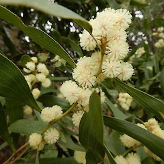 Inflorescence detail; Mt Victoria, Wellington.<br>Photographer: Kate McAlpine, Date taken: 01/08/2018, Licence: All rights reserved.