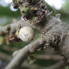 Fruit detail; Cape Stephens, D,Urville Island.<br>Photographer: Simon Walls, Date taken: 10/03/2016, Licence: <a target='_blank' href='https://creativecommons.org/licenses/by-nc/4.0'>CC BY-NC</a>. <a class='member-message' href='/nzpcn/why-join-nzpcn/' target='_blank'>Members can view a larger version of this image.</a>