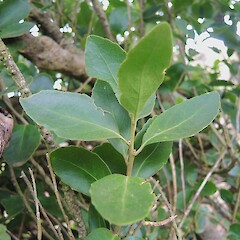 Leaves; Cape Stephens, D,Urville Island.<br>Photographer: Simon Walls, Date taken: 10/03/2016, Licence: <a target='_blank' href='https://creativecommons.org/licenses/by-nc/4.0'>CC BY-NC</a>. <a class='member-message' href='/nzpcn/why-join-nzpcn/' target='_blank'>Members can view a larger version of this image.</a>