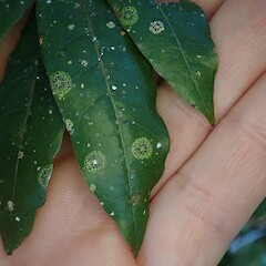 Photographer: Melissa Hutchison, Licence: <a target='_blank' href='https://creativecommons.org/licenses/by-nc/4.0'>CC BY-NC</a>. <a class='member-message' href='/nzpcn/why-join-nzpcn/' target='_blank'>Members can view a larger version of this image.</a>