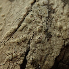 Corticolous on pohutukawa (Metrosideros excelsa).<br>Photographer: Marley Ford, Licence: <a target='_blank' href='https://creativecommons.org/licenses/by-nc/4.0'>CC BY-NC</a>. <a class='member-message' href='/nzpcn/why-join-nzpcn/' target='_blank'>Members can view a larger version of this image.</a>