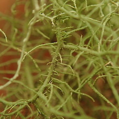 Fibrils.<br>Photographer: Marley Ford, Licence: <a target='_blank' href='https://creativecommons.org/licenses/by-nc/4.0'>CC BY-NC</a>. <a class='member-message' href='/nzpcn/why-join-nzpcn/' target='_blank'>Members can view a larger version of this image.</a>