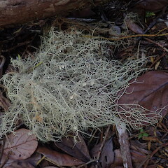 Windfall.<br>Photographer: Marley Ford, Licence: <a target='_blank' href='https://creativecommons.org/licenses/by-nc/4.0'>CC BY-NC</a>. <a class='member-message' href='/nzpcn/why-join-nzpcn/' target='_blank'>Members can view a larger version of this image.</a>