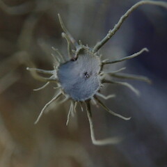 Apothecia.<br>Photographer: Marley Ford, Licence: <a target='_blank' href='https://creativecommons.org/licenses/by-nc/4.0'>CC BY-NC</a>. <a class='member-message' href='/nzpcn/why-join-nzpcn/' target='_blank'>Members can view a larger version of this image.</a>