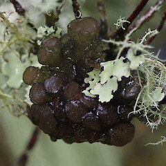 Gabura fascicularis var. fascicularis