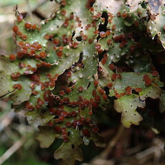 Pseudocyphellaria lividofusca
