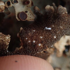 Pseudocyphellae on thallus underside.<br>Photographer: Marley Ford, Licence: <a target='_blank' href='https://creativecommons.org/licenses/by-nc/4.0'>CC BY-NC</a>. <a class='member-message' href='/nzpcn/why-join-nzpcn/' target='_blank'>Members can view a larger version of this image.</a>