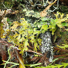 Windfall - green specimen.<br>Photographer: Marley Ford, Licence: <a target='_blank' href='https://creativecommons.org/licenses/by-nc/4.0'>CC BY-NC</a>. <a class='member-message' href='/nzpcn/why-join-nzpcn/' target='_blank'>Members can view a larger version of this image.</a>
