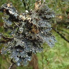 Pseudocyphellaria hookeri