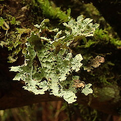 Photosybiodeme form.<br>Photographer: Marley Ford, Licence: <a target='_blank' href='https://creativecommons.org/licenses/by-nc/4.0'>CC BY-NC</a>. <a class='member-message' href='/nzpcn/why-join-nzpcn/' target='_blank'>Members can view a larger version of this image.</a>