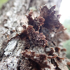 Underside.<br>Photographer: Marley Ford, Licence: <a target='_blank' href='https://creativecommons.org/licenses/by-nc/4.0'>CC BY-NC</a>. <a class='member-message' href='/nzpcn/why-join-nzpcn/' target='_blank'>Members can view a larger version of this image.</a>