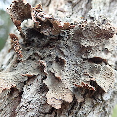 Pseudocyphellaria haywardiorum