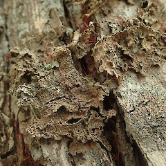 Exposed form.<br>Photographer: Marley Ford, Licence: <a target='_blank' href='https://creativecommons.org/licenses/by-nc/4.0'>CC BY-NC</a>. <a class='member-message' href='/nzpcn/why-join-nzpcn/' target='_blank'>Members can view a larger version of this image.</a>