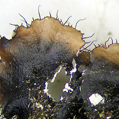 Underside.<br>Photographer: Peter J de Lange, Licence: <a target='_blank' href='https://creativecommons.org/licenses/by-nc/4.0'>CC BY-NC</a>. <a class='member-message' href='/nzpcn/why-join-nzpcn/' target='_blank'>Members can view a larger version of this image.</a>