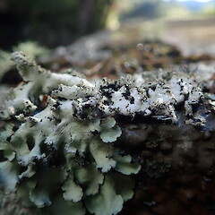 Saxicolous.<br>Photographer: Marley Ford, Licence: <a target='_blank' href='https://creativecommons.org/licenses/by-nc/4.0'>CC BY-NC</a>. <a class='member-message' href='/nzpcn/why-join-nzpcn/' target='_blank'>Members can view a larger version of this image.</a>