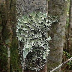 Parmotrema robustum