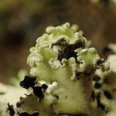 Soredia.<br>Photographer: Marley Ford, Licence: <a target='_blank' href='https://creativecommons.org/licenses/by-nc/4.0'>CC BY-NC</a>. <a class='member-message' href='/nzpcn/why-join-nzpcn/' target='_blank'>Members can view a larger version of this image.</a>
