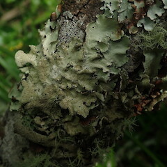 Corticolous.<br>Photographer: Marley Ford, Licence: <a target='_blank' href='https://creativecommons.org/licenses/by-nc/4.0'>CC BY-NC</a>. <a class='member-message' href='/nzpcn/why-join-nzpcn/' target='_blank'>Members can view a larger version of this image.</a>