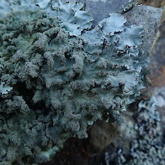 Saxicolous.<br>Photographer: Marley Ford, Licence: <a target='_blank' href='https://creativecommons.org/licenses/by-nc/4.0'>CC BY-NC</a>. <a class='member-message' href='/nzpcn/why-join-nzpcn/' target='_blank'>Members can view a larger version of this image.</a>