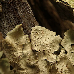 Corticolous.<br>Photographer: Marley Ford, Licence: <a target='_blank' href='https://creativecommons.org/licenses/by-nc/4.0'>CC BY-NC</a>. <a class='member-message' href='/nzpcn/why-join-nzpcn/' target='_blank'>Members can view a larger version of this image.</a>