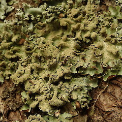 Corticolous.<br>Photographer: Marley Ford, Licence: <a target='_blank' href='https://creativecommons.org/licenses/by-nc/4.0'>CC BY-NC</a>. <a class='member-message' href='/nzpcn/why-join-nzpcn/' target='_blank'>Members can view a larger version of this image.</a>