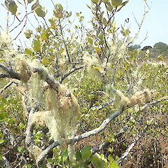 Corticolous on mangroves.<br>Photographer: Marley Ford, Licence: <a target='_blank' href='https://creativecommons.org/licenses/by-nc/4.0'>CC BY-NC</a>. <a class='member-message' href='/nzpcn/why-join-nzpcn/' target='_blank'>Members can view a larger version of this image.</a>