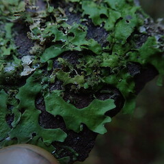 Corticolous.<br>Photographer: Marley Ford, Licence: <a target='_blank' href='https://creativecommons.org/licenses/by-nc/4.0'>CC BY-NC</a>. <a class='member-message' href='/nzpcn/why-join-nzpcn/' target='_blank'>Members can view a larger version of this image.</a>