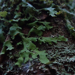 Sticta livida