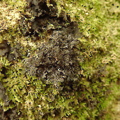 Sticta dendroides