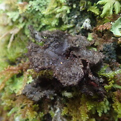 Sticta caliginosa