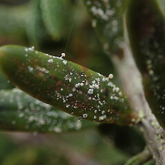 Podotara pilophoriformis