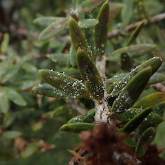 Foliicolous on halls totara.<br>Photographer: Marley Ford, Licence: <a target='_blank' href='https://creativecommons.org/licenses/by-nc/4.0'>CC BY-NC</a>. <a class='member-message' href='/nzpcn/why-join-nzpcn/' target='_blank'>Members can view a larger version of this image.</a>