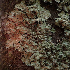 Photographer: Marley Ford, Licence: <a target='_blank' href='https://creativecommons.org/licenses/by-nc/4.0'>CC BY-NC</a>. <a class='member-message' href='/nzpcn/why-join-nzpcn/' target='_blank'>Members can view a larger version of this image.</a>