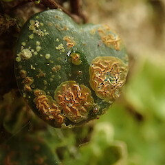 Enterographa bella