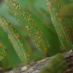 On Podocarpus totara var, totara.<br>Photographer: Marley Ford, Licence: <a target='_blank' href='https://creativecommons.org/licenses/by-nc/4.0'>CC BY-NC</a>. <a class='member-message' href='/nzpcn/why-join-nzpcn/' target='_blank'>Members can view a larger version of this image.</a>