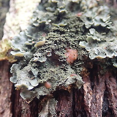 Fertile.<br>Photographer: Marley Ford, Licence: <a target='_blank' href='https://creativecommons.org/licenses/by-nc/4.0'>CC BY-NC</a>. <a class='member-message' href='/nzpcn/why-join-nzpcn/' target='_blank'>Members can view a larger version of this image.</a>