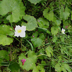 Plant in flower, old garden, Bastia Hill Whanganui.<br>Photographer: Colin C. Ogle, Date taken: 07/08/2021, Licence: <a target='_blank' href='https://creativecommons.org/licenses/by-nc/4.0'>CC BY-NC</a>. <a class='member-message' href='/nzpcn/why-join-nzpcn/' target='_blank'>Members can view a larger version of this image.</a>