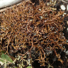 Cladia blanchonii