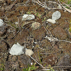 Te Whakaru Island, Chatham Islands/Rekohu.<br>Photographer: Melissa Hutchison, Date taken: 19/12/2020, Licence: <a target='_blank' href='https://creativecommons.org/licenses/by-nc/4.0'>CC BY-NC</a>. <a class='member-message' href='/nzpcn/why-join-nzpcn/' target='_blank'>Members can view a larger version of this image.</a>
