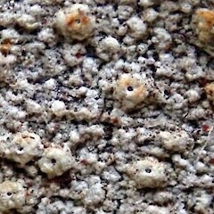 Ocellularia jacinda-arderniae