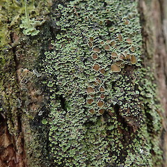Psoroma asperellum