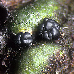 Photographer: Bill Malcolm, Licence: All rights reserved. <a class='member-message' href='/nzpcn/why-join-nzpcn/' target='_blank'>Members can view a larger version of this image.</a>
