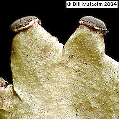 Photographer: Bill Malcolm, Licence: All rights reserved.