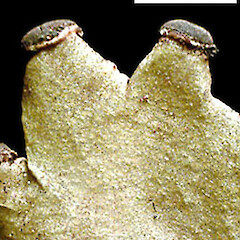 Calycidium cuneatum