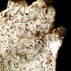 Photographer: Bill Malcolm, Licence: All rights reserved. <a class='member-message' href='/nzpcn/why-join-nzpcn/' target='_blank'>Members can view a larger version of this image.</a>