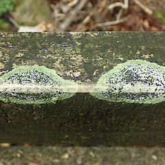 On timber fence, Heaphy Track, West Coast.<br>Photographer: Melissa Hutchison, Date taken: 04/04/2021, Licence: <a target='_blank' href='https://creativecommons.org/licenses/by-nc/4.0'>CC BY-NC</a>. <a class='member-message' href='/nzpcn/why-join-nzpcn/' target='_blank'>Members can view a larger version of this image.</a>